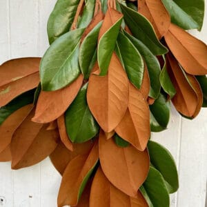 Magnolia Leaves
