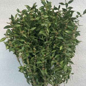 Boxwood/Oregonia – tips