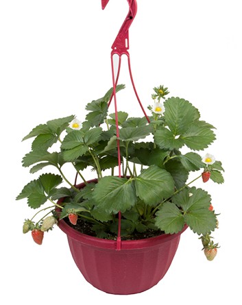 Strawberry Basket - Yona’s Greenhouse
