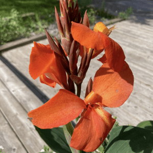 Canna Lily – solid leaf