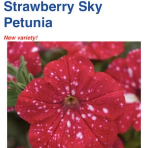 Headliner Petunias