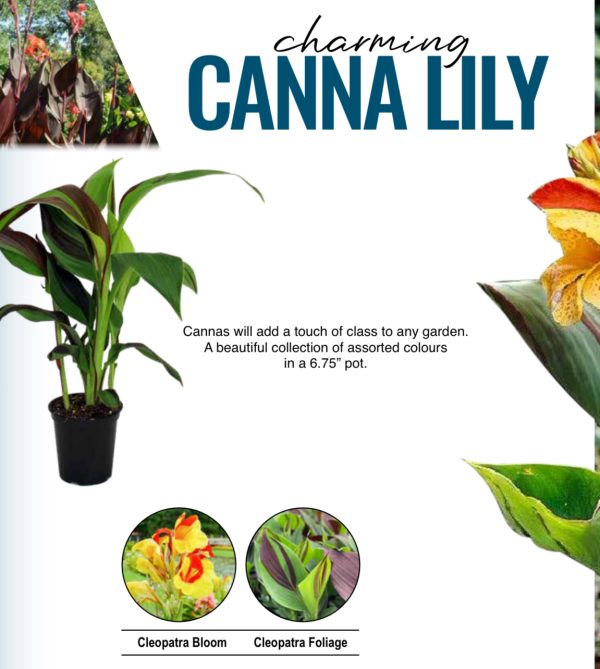 Canna - variegated leaf
