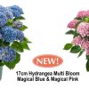 Hydrangea - Magical