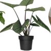 House Plants - Image 2