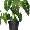 House Plants
