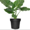 House Plants - Image 4